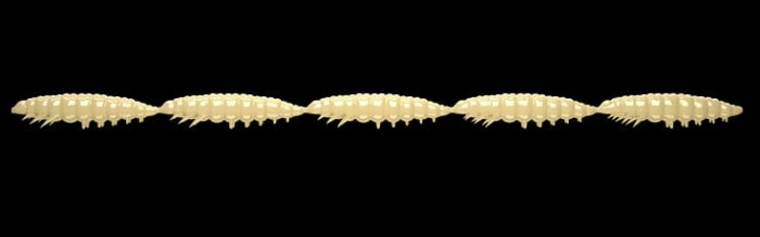 Libra Lures Larva Multi 004 Silver Pearl Che 25szt23.jpg