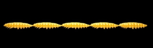 Libra Lures Larva Multi 008 Sötét Sárga Chee 25db