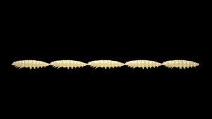 Libra Lures Larva Multi 005 Cheese Krill 25db