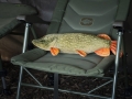 Delphin PIKY Pluszowy Szczupak 60cm 3.jpg