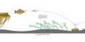 madcat-adjusta-basic-river-rig-live-bait-k9.jpg