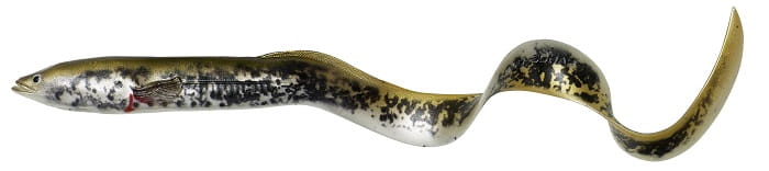 63776_15cm_12g_30pcs_Lamprey_PHP_.jpg