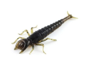 FishUP Diving Bug 5cm #043 Watermel Brown Black 8db
