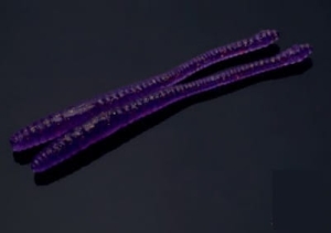 Libra Lures Dying Worm 70mm Krill Col.20 15db