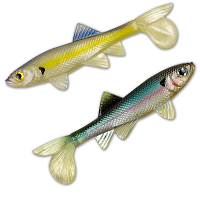 Berkley_Sick_Fish