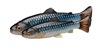 3D CRAFT TROUT